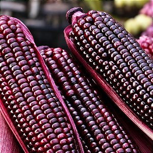 Milho Roxo Peruano (Maiz Morado) - 100 Sementes
