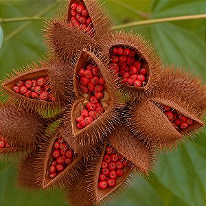 Urucum: 100 Sementes