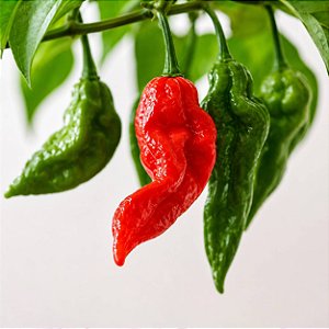 Bhut Jolokia: 20 Sementes (Pimenta Nuclear)