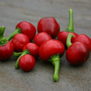 Pimenta Bode Vermelha: 40 Sementes