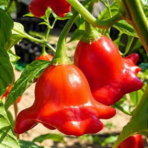 Pimenta Cambuci: 40 Sementes
