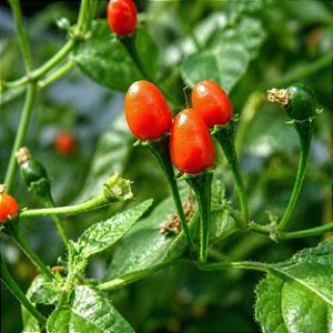 Pimenta Cumari Verdadeira (Pimenta Passarinho): 5 Sementes