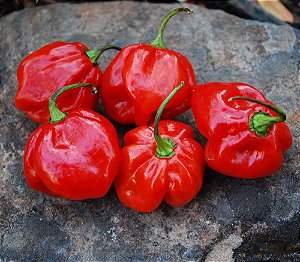 Pimenta Red Habanero: 40 Sementes