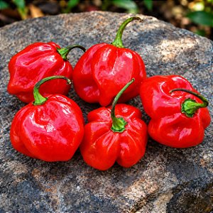 Pimenta Red Habanero: 40 Sementes