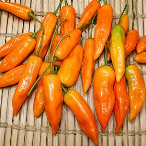 Pimenta Aji Amarela: 20 Sementes