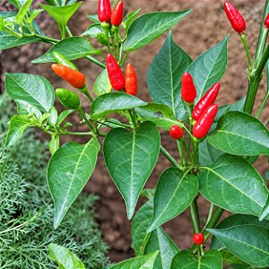 Pimenta Malaguetinha: 20 Sementes