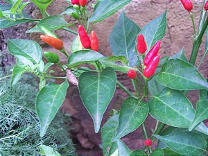 Pimenta Malaguetinha: 20 Sementes