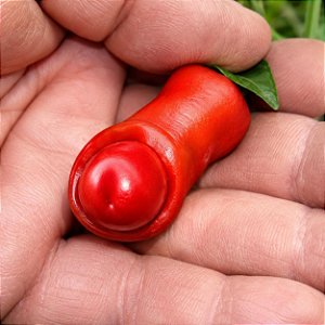 Pimenta Peter Pepper: 10 Sementes