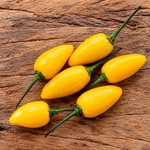 Pimenta Fidalga: 10 Sementes