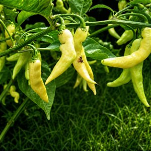 Pimenta Murupi: 10 Sementes
