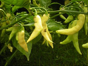 Pimenta Murupi: 10 Sementes