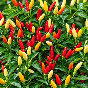 Pimenta Tabasco: 20 Sementes