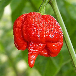 Pimenta Trinidad Scorpion: 10 Sementes (Pimenta Nuclear)