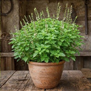 Alfavaca: 20 Sementes