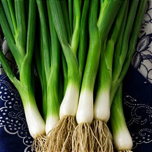 Cebolinha Verde: 20 Sementes