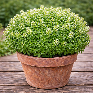 Manjericão: 20 Sementes