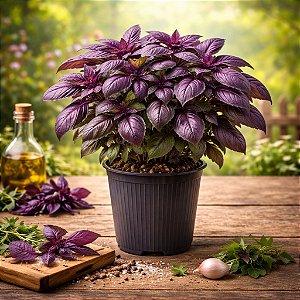 Manjericão Roxo: 20 Sementes