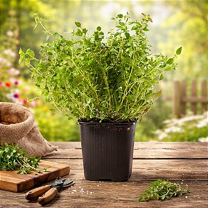 Tomilho -Thymus vulgaris - 20 Sementes