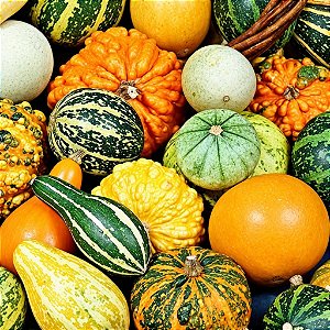 Abobrinhas Sortidas: 10 Sementes