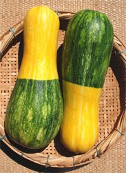 Abóbora Brasileirinha - Cucurbita maxima: 7 Sementes