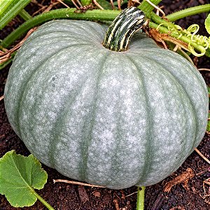 Moranga Pataca Gigante: 5 Sementes