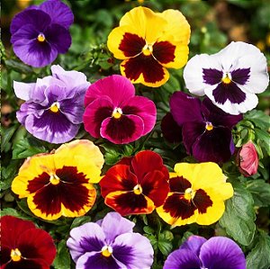 Amor Perfeito Sortido Gigante Suíço - Viola tricolor: 15 Sementes