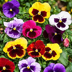 Amor Perfeito Sortido Gigante Suíço - Viola tricolor: 15 Sementes