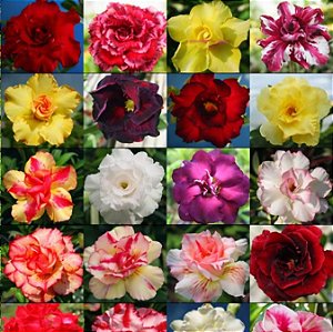 Adenium (Rosa do Deserto): 5 Sementes