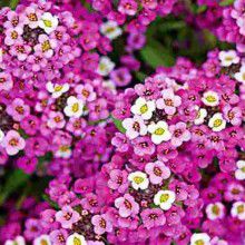 Alyssum Rosa: 20 Sementes