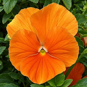 Amor Perfeito Laranja Gigante Suíço - Viola Wittrockiana: 15 Sementes