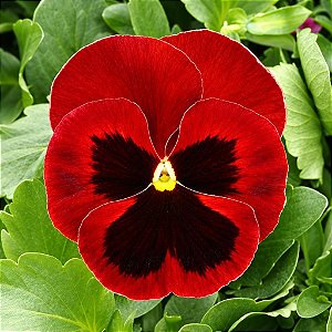 Amor Perfeito Vermelho Gigante Suíço -Viola tricolor: 15 Sementes
