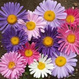 Aster Gigante Singela Sortida - Callistephus chinensis: 15 Sementes