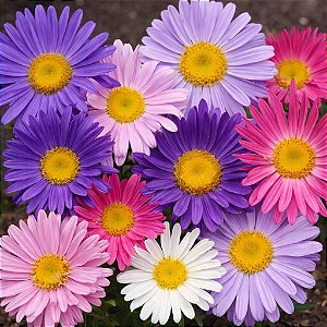 Aster Gigante Singela Sortida - Callistephus chinensis: 15 Sementes