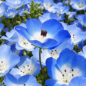 Baby Blue Eyes (Nemophila): 20 Sementes