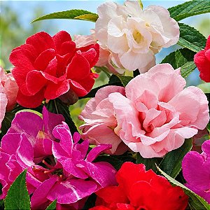Beijo de Frade Dobrado Sortido - Impatiens balsamina: 20 Sementes