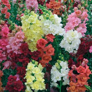 Boca de Leão Alta Sortida - Antirrhinum majus: 100 Sementes