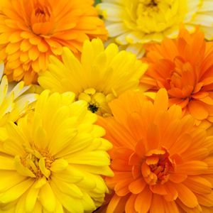 Calêndula Sortida Dobrada - Calendula officinalis: 15 Sementes