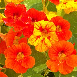 Capuchinha Anã Sortida -Tropaeolum majus: 10 Sementes