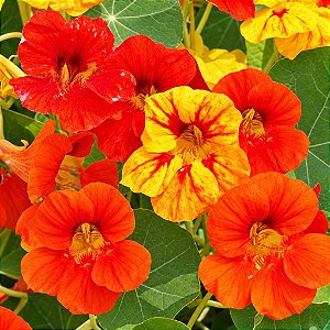 Capuchinha Anã Sortida -Tropaeolum majus: 10 Sementes