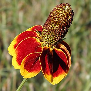 Chapéu Mexicano - Ratibida columnifera - 20 Sementes