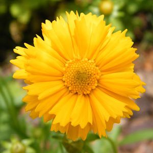 Coreopsis Amarela: 20 Sementes