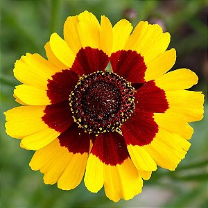 Coreopsis Bicolor - Coreopsis cardaminifolia (DC) Nutt. - 20 Sementes