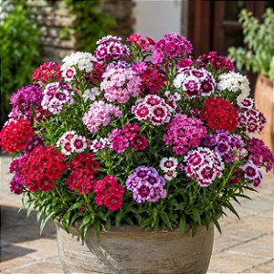 Cravina Alta Dobrada Sortida - Dianthus barbatus - 15 Sementes