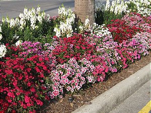 Comprar Sementes de Cravina Anã Singela Sortida - Dianthus chinesis -  Semente Rara - Venda de Sementes Para Plantar