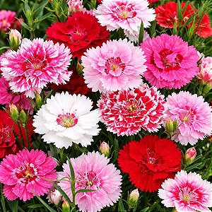Cravina Rendada Anã Dobrada Sortida - Dianthus chinensis L. - 15 Sementes
