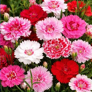Cravina Rendada Anã Dobrada Sortida - Dianthus chinensis L. - 15 Sementes