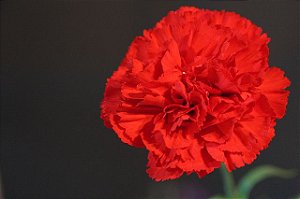 Cravo Vermelho - Dianthus caryophyllus - 15 Sementes