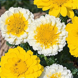 Crisântemo Amarelo, Creme e Branco: 20 Sementes