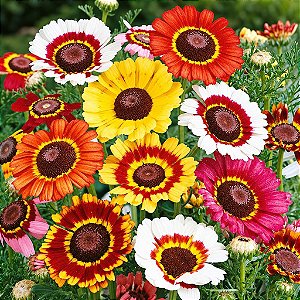 Crisântemo Carinatum - Chrysanthemum carinatum - 20 Sementes