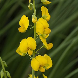 Crotalária Espectabilis: 100 Sementes